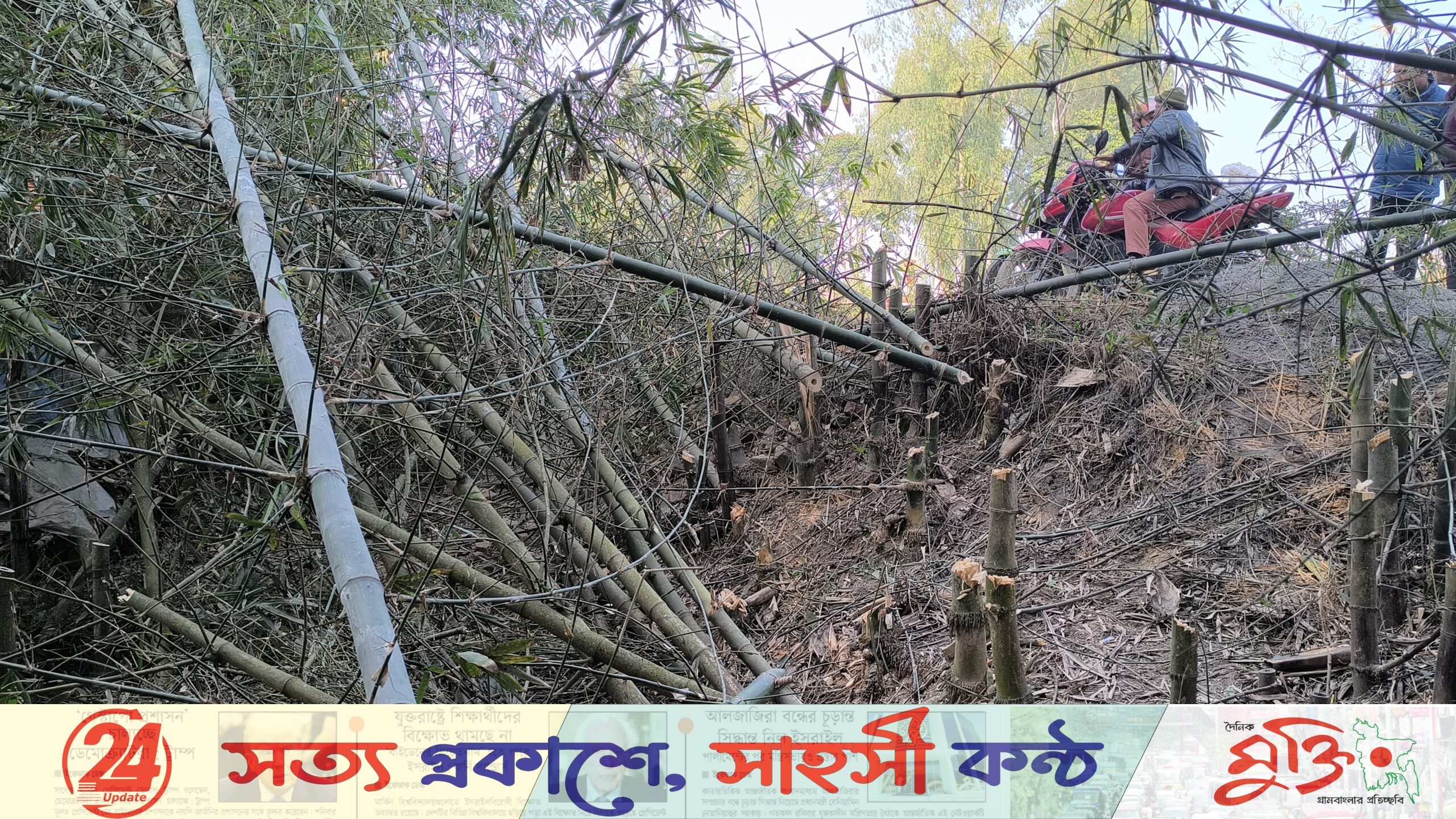 রাতের আঁধারে বাঁশঝাড় কেটে দিল দুর্বৃত্ত