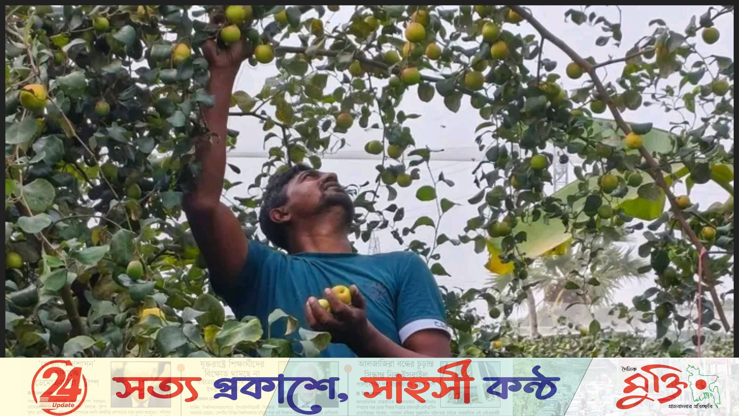 ব্যবসা হারিয়ে কুল চাষে সাফল্য