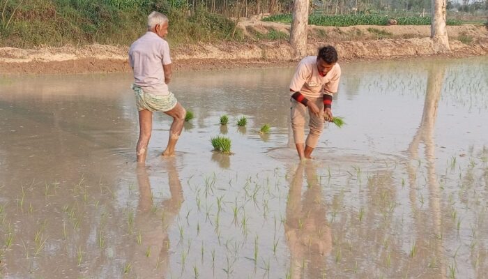 কুয়াশা কাটতেই মাঠে ব্যস্ত কৃষকরা