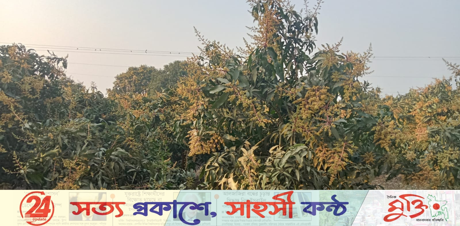 সাপাহারে আম বাগানে মুকুলের ছড়াছড়ি
