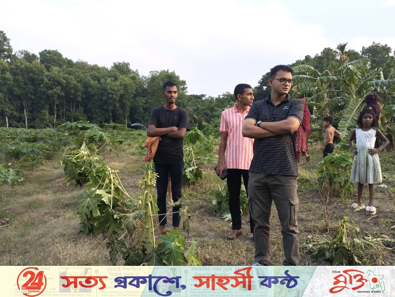 সালথায় শিক্ষার্থীর পেপে বাগান নষ্ট ক্ষতি লাখ টাকা