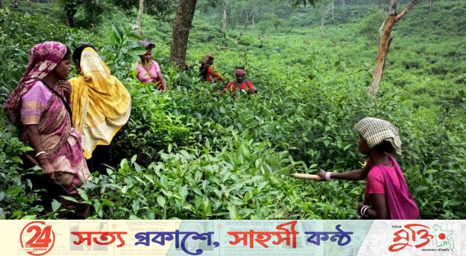 সিলেটে গ্যাস-বিদ্যুৎ সংকটে চা শিল্পে স্থবিরতা