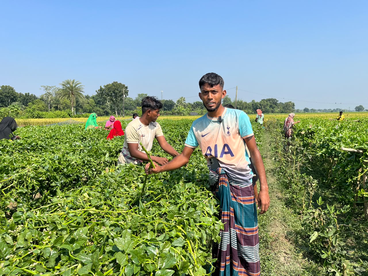 ঝিনাইদহে রাতের আঁধারে দুই কৃষকের পুঁইশাকের গাছ কেটে দেওয়ার অভিযোগ