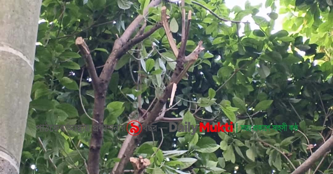 কালীগঞ্জে গাছের ডাল কাটা নিয়ে বিরোধ, থানায় অভিযোগ